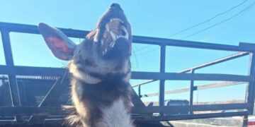 Λιβύη: Κύμα αντιδράσεων για τη θανάτωση σπάνιου είδους ύαινας – «Έγκλημα κατά της άγριας ζωής»