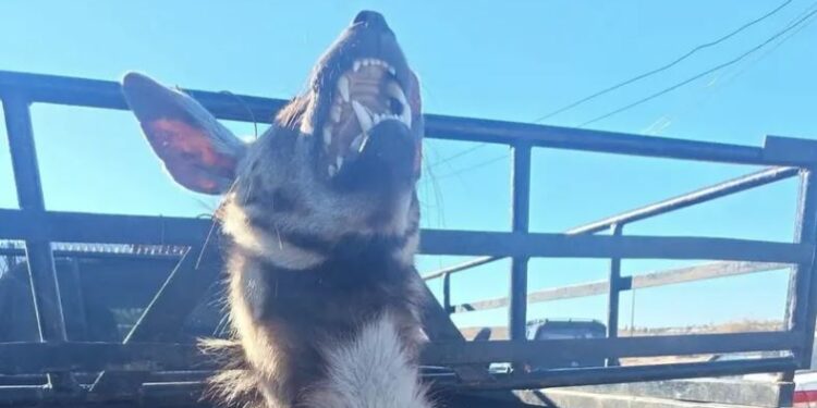 Λιβύη: Κύμα αντιδράσεων για τη θανάτωση σπάνιου είδους ύαινας – «Έγκλημα κατά της άγριας ζωής»