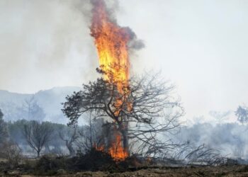 ΔΑΕΕ: Οι εμπρησμοί από αμέλεια στο στόχαστρο, εντατικοποιούνται οι έλεγχοι – 365 πρόστιμα και 60 συλλήψεις το 2026