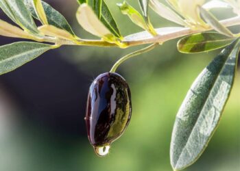«Ελαιοκομικός Τομέας: Προβλήματα και Προοπτικές» – Συνέδριο της Επιστημονικής Εταιρείας Εγκυκλοπαιδιστών Ελαιοκομίας