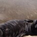 Χαβάη: Τουρίστας πέταξε πέτρα σε φώκια και τον έκαναν «τουλούμι» στο ξύλο