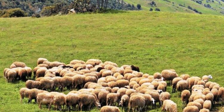 Το πρώτο βήμα για την επόμενη ημέρα της κτηνοτροφίας οι ηλεκτρονικοί βώλοι – «Ανάσα» με νέα ενίσχυση για τους κτηνοτρόφους της Λέσβου