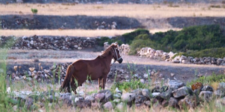 Ηράκλειο: Βαρύ πρόστιμο και φυλάκιση σε ιδιοκτήτη αλόγου που κατέληξε - ertnews.gr