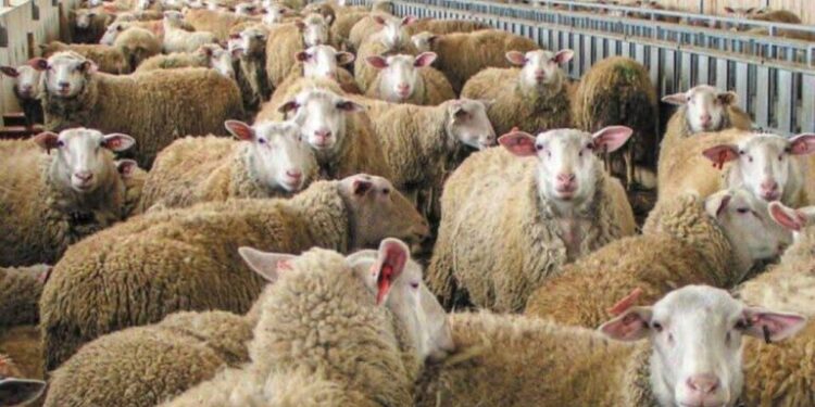 Κοζάνη: Συναγερμός για ύποπτο κρούσμα ευλογιάς αιγοπροβάτων – Αναμένονται τα αποτελέσματα των εξετάσεων