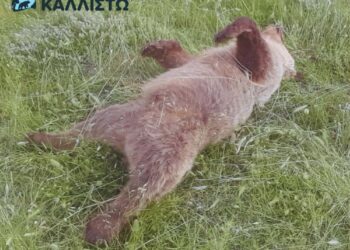 Κοζάνη: Νεκρό αρκουδάκι από πυροβολισμούς στο Πυλωρί Βοίου