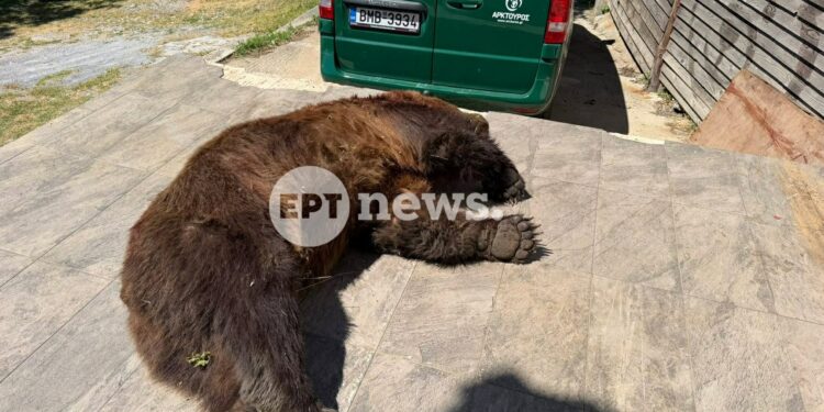 Συναγερμός στη Δυτ. Μακεδονία: Δύο νεκρές αρκούδες μέσα σε 24 ώρες στη Φλώρινα μετά το νεκρό αρκουδάκι στο Βόιο Κοζάνης