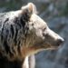 Νυχτερινή «επίσκεψη» αρκούδας στην Ολυμπιάδα Κοζάνης – Προειδοποίηση προς τους κατοίκους