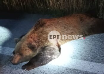 Και δεύτερη νεκρή αρκούδα στη Δυτική Μακεδονία
