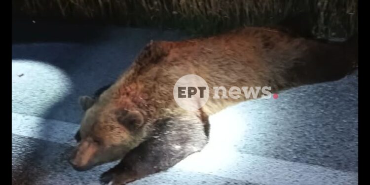 Και δεύτερη νεκρή αρκούδα στη Δυτική Μακεδονία