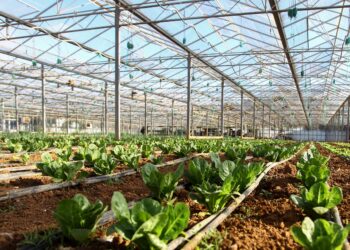 Το μέλλον της βιολογικής γεωργίας και κατανάλωσης στην Ευρώπη: Διεθνής συνάντηση στη Ρώμη με ελληνική συμμετοχή