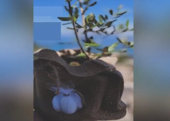 Δανάη Μπάρκα και Φάνης Μπότσης: Η πρωτότυπη μπομπονιέρα του γάμου τους ήταν δέντρο ελιάς