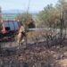 Σε ύφεση τα μεγάλα πύρινα μέτωπα σε Βοιωτία, Εύβοια και Έβρο - 32 φωτιές μέσα σε μία ημέρα - ertnews.gr