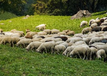 Αθ. Καββαδάς: Νέα ενίσχυση πάνω από 670.000 ευρώ για τις θανατώσεις ζώων λόγω ευλογιάς