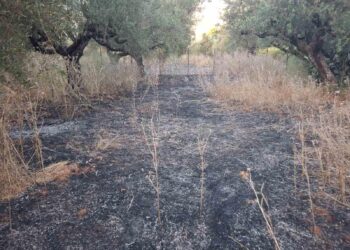 Καλαμάτα: Δύο πυρκαγιές ξέσπασαν σχεδόν ταυτόχρονα στα Μαζιά Αρφαρών – Κάηκαν 4,5 στρέμματα