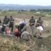 Φρίκη στις ΗΠΑ: Εντοπίστηκαν τα λείψανα τουλάχιστον 117 σκύλων σε καταφύγιο ζώων στην Καλιφόρνια, πολλοί είχαν πυροβοληθεί