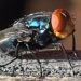 ΗΠΑ: Επανεμφανίστηκε παράσιτο που τρέφεται με ζωντανή σάρκα