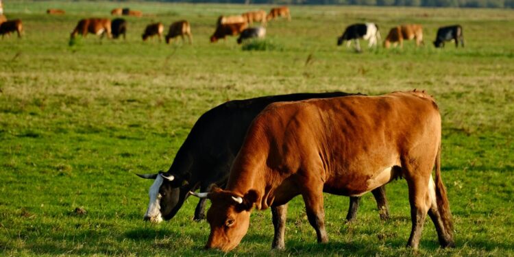 Γρίπη των πτηνών: Γιατί δεν εντοπίστηκε έγκαιρα στις αγελάδες γαλακτοπαραγωγής