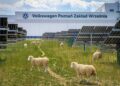 Η Volkswagen προσλαμβάνει…πρόβατα