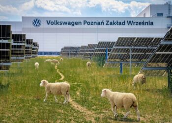 Η Volkswagen προσλαμβάνει…πρόβατα