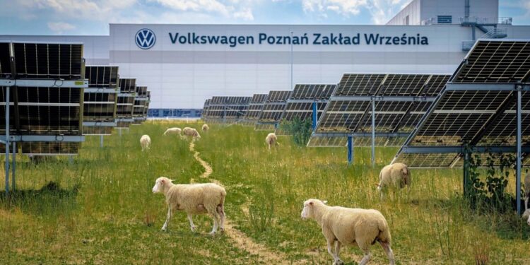 Η Volkswagen προσλαμβάνει…πρόβατα