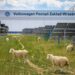 Η Volkswagen προσλαμβάνει…πρόβατα