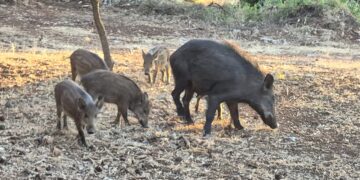 Συναγερμός στη Βραυρώνα: Αγριογούρουνα βγήκαν στους δρόμους - ertnews.gr