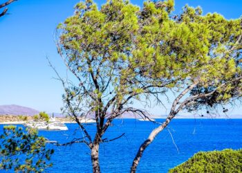 Καιρός: Με ήπιες θερμοκρασίες συνεχίζεται ο Ιούλιος, τοπικές καταιγίδες σήμερα, ενισχύονται οι άνεμοι την Κυριακή - Η πρόγνωση της Ν. Ζιακοπούλου - ertnews.gr