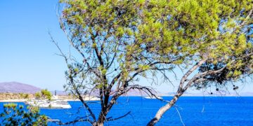 Καιρός: Με ήπιες θερμοκρασίες συνεχίζεται ο Ιούλιος, τοπικές καταιγίδες σήμερα, ενισχύονται οι άνεμοι την Κυριακή - Η πρόγνωση της Ν. Ζιακοπούλου - ertnews.gr