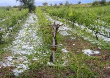 ΕΛΓΑ: Ξεκίνησαν οι καταγραφές ζημιών από το χαλάζι σε Θεσσαλία και Στερεά Ελλάδα – Έρχεται αποζημίωση στο 100% και ταχύτερες πληρωμές