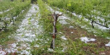 ΕΛΓΑ: Ξεκίνησαν οι καταγραφές ζημιών από το χαλάζι σε Θεσσαλία και Στερεά Ελλάδα – Έρχεται αποζημίωση στο 100% και ταχύτερες πληρωμές