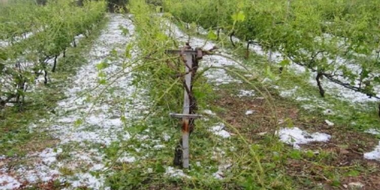 ΕΛΓΑ: Ξεκίνησαν οι καταγραφές ζημιών από το χαλάζι σε Θεσσαλία και Στερεά Ελλάδα – Έρχεται αποζημίωση στο 100% και ταχύτερες πληρωμές