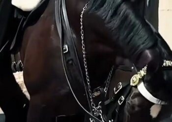 Λονδίνο: Παραλίγο να καταρρεύσει άλογο της Βασιλικής Φρουράς λόγω του καύσωνα - Ο φρουρός πάτησε τον συναγερμό