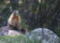 ΗΠΑ: Ερευνητές δημιούργησαν λογαριασμό στο OnlyFans με μαρμότες για να χρηματοδοτήσουν την έρευνά τους