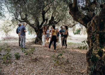 Κεντρικός ο ρόλος της Κρήτης στην ευρωπαϊκή Πολιτιστική Διαδρομή της Ελιάς
