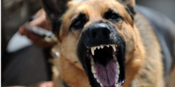 Βριλήσσια: Σκύλος επιτέθηκε σε πεζό και σκότωσε το κατοικίδιό του – Συνελήφθη η ιδιοκτήτρια