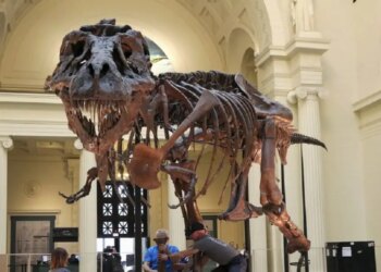 Στο «σφυρί» ο «Γκας»: Σκελετός T-Rex μπορεί να πωληθεί έως και 30 εκατ. δολάρια