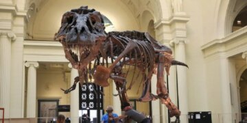Στο «σφυρί» ο «Γκας»: Σκελετός T-Rex μπορεί να πωληθεί έως και 30 εκατ. δολάρια