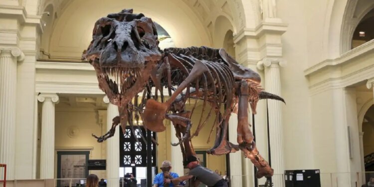 Στο «σφυρί» ο «Γκας»: Σκελετός T-Rex μπορεί να πωληθεί έως και 30 εκατ. δολάρια