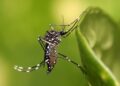 Ιός Δυτικού Νείλου: Ανησυχία για την αύξηση των κρουσμάτων – Τι λέει η Θ. Ψαλτοπούλου στο ΕΡΤnews
