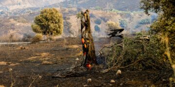 Καραγιάννης στο ΕΡΤnews: «Η φυσική αναγέννηση του δάσους χρειάζεται 15-20 χρόνια – Κρίσιμη η πρόληψη» - ertnews.gr
