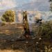 Καραγιάννης στο ΕΡΤnews: «Η φυσική αναγέννηση του δάσους χρειάζεται 15-20 χρόνια – Κρίσιμη η πρόληψη» - ertnews.gr