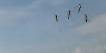 Ψαλτοπούλου στο ΕΡΤnews για τον ιό του Δυτικού Νείλου: Δεν υπάρχει θεραπεία, η πρόληψη είναι ο μοναδικός τρόπος προστασίας - Ποια τα συμπτώματα - ertnews.gr