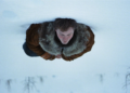 NYIFF 2026: Ο Άντριου Χέι επιστρέφει με το A Long Winter