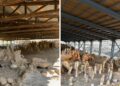 Δύο νέα έργα για την προστασία και ανάδειξη της Αμφίπολης – Ολοκληρώθηκε η συντήρηση της Αρχαίας Ξύλινης Γέφυρας στον Στρυμόνα