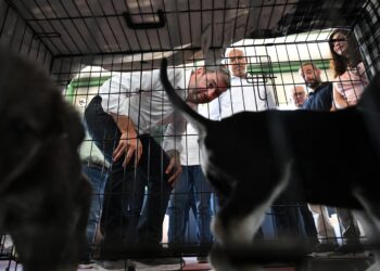 Τον σταθμό φιλοξενίας πυρόπληκτων ζώων στα Μέγαρα επισκέφτηκε ο Νίκος Aνδρουλάκης