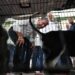 Τον σταθμό φιλοξενίας πυρόπληκτων ζώων στα Μέγαρα επισκέφτηκε ο Νίκος Aνδρουλάκης
