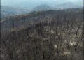 Ν. Καντερές: Η μεγάλη φωτιά στον Έβρο μπορεί να συνέβαλε στην έξαρση του Daniel