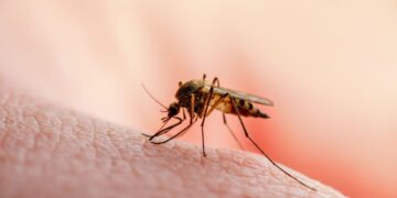 Βασιλακόπουλος στο ΕΡΤnews για ιό Δυτικού Νείλου: Κορύφωση για ακόμη 2 με 3 εβδομάδες – Τα συμπτώματα που πρέπει να μας θορυβήσουν