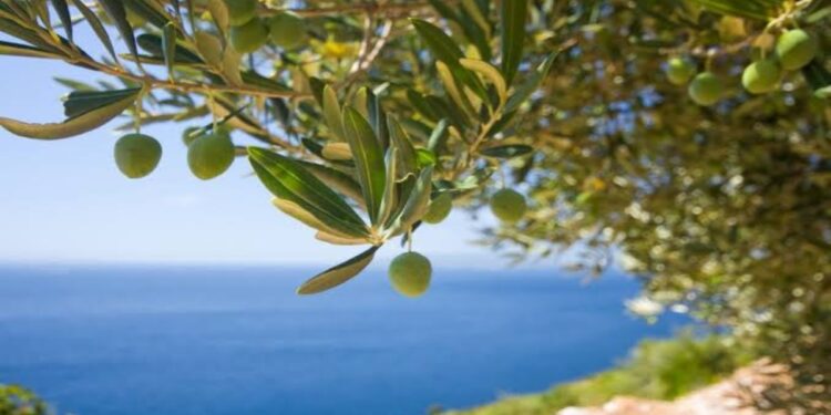 Φεστιβάλ Ποίησης της Μεσογείου 2026- Μια βραδιά συνάντησης Ισπανών και Ελλήνων ποιητών στο Ινστιτούτο Θερβάντες