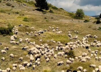 Κρήτη: Παρατείνονται τα προληπτικά μέτρα για την ευλογιά αιγοπροβάτων